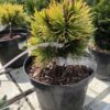 Pinus mugo Winter gold