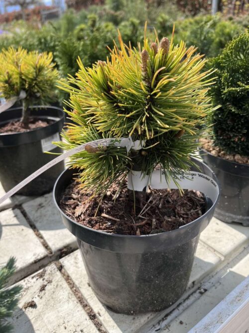 Pinus mugo Winter gold