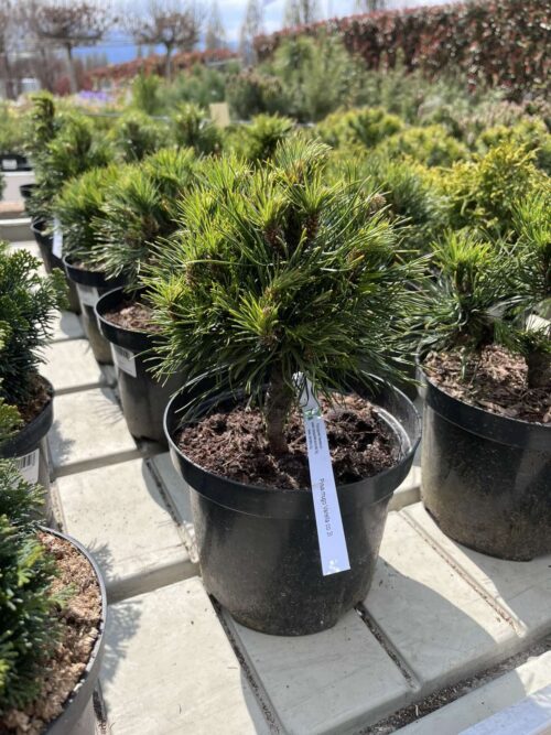 Pinus mugo Varella co 3l