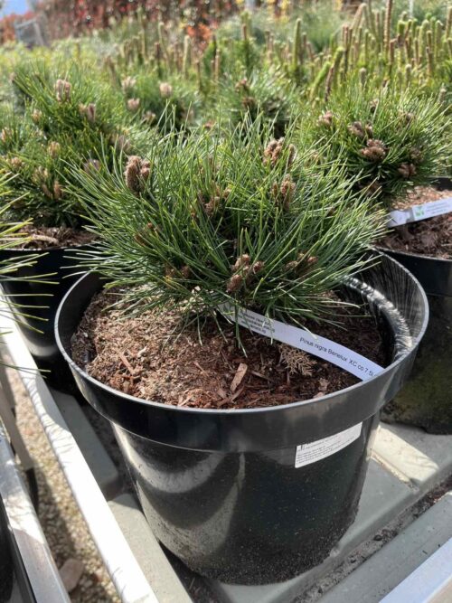 2025/04/1000041821.jpg Pinus nigra Benelux XC co 7.5l