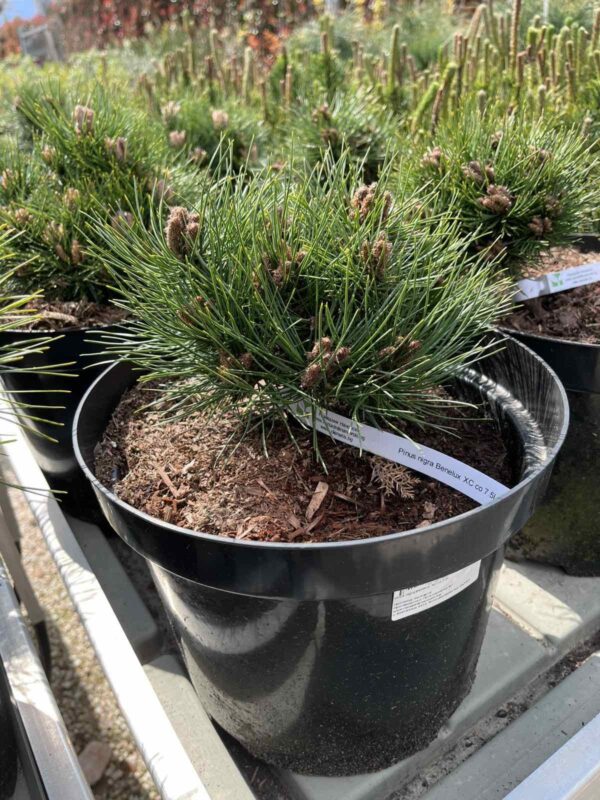 Pinus nigra Benelux XC co 7.5l