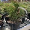 Pinus densiflora Alice Verkade' 5l