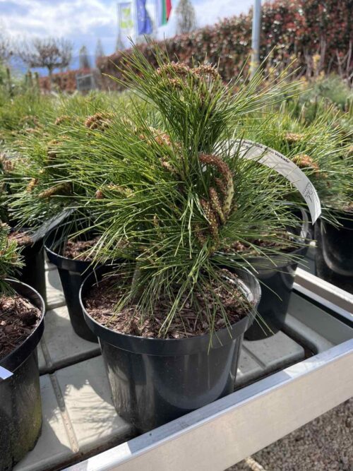 2025/04/1000041822.jpg Pinus densiflora Alice Verkade' 5l