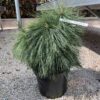 Pinus schwerinii Wiethorst co 12l