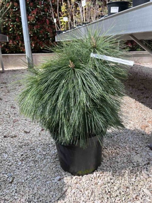 Pinus schwerinii Wiethorst co 12l