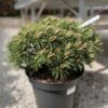 Pinus mugo Benjamin co 12l