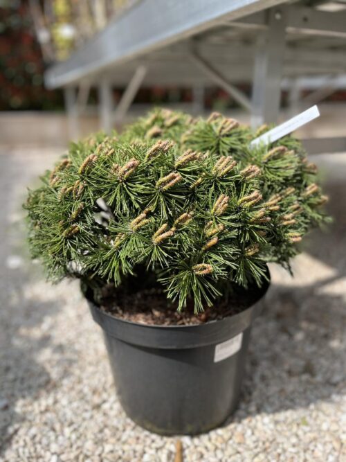 2025/04/1000041824.jpg Pinus mugo Benjamin co 12l