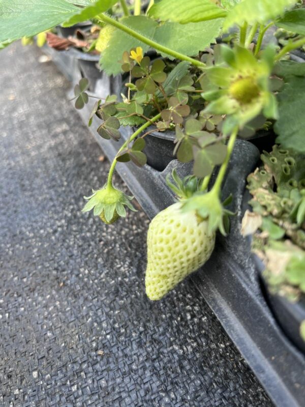 Каскадна ягода