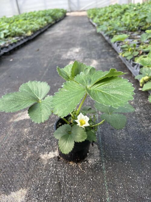 2025/04/1000041831.jpg Каскадна ягода