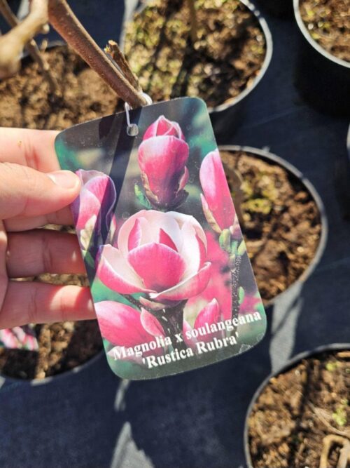 2025/04/1000041832.jpg Magnolia X Soulangeana