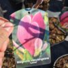 Magnolia Lennei