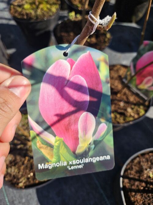 2025/04/1000041833.jpg Magnolia Lennei