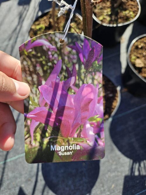 2025/04/1000041834.jpg Magnolia Susan